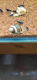 Lumache x acquario