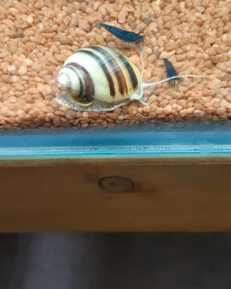 Lumache x acquario