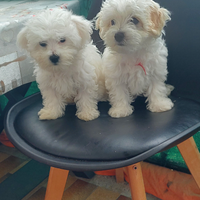 Bichon maltese