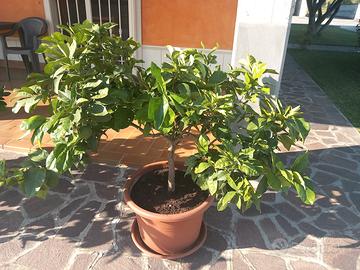 Pianta di arancio con vaso
