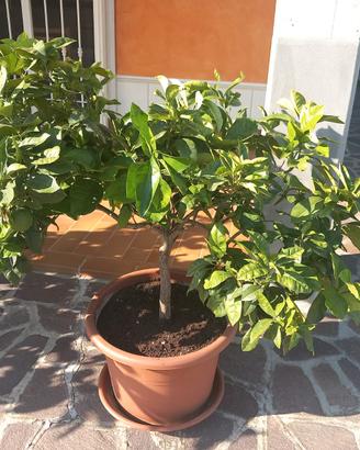 Pianta di arancio con vaso