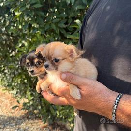 CUCCIOLI DI CHIHUAUA