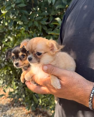CUCCIOLI DI CHIHUAUA