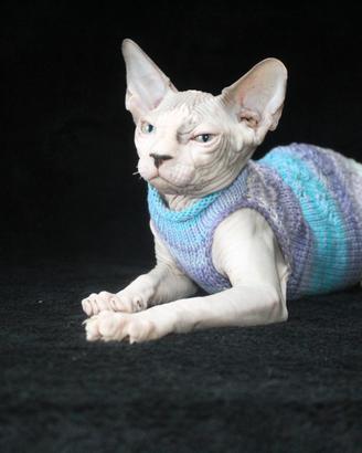 ultimo cucciolo 