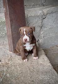Cuccioli American Pitbull Terrier -pronti 27aprile