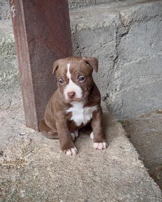 Cuccioli American Pitbull Terrier -pronti 27aprile