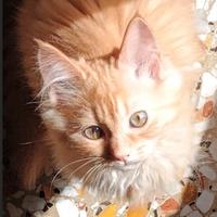 Cucciola di Siberiano Red Tabby