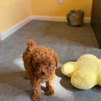 Cucciola barboncino red toy mini