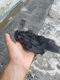 Pulcini di gallina