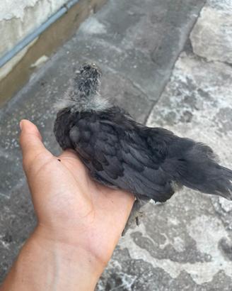 Pulcini di gallina