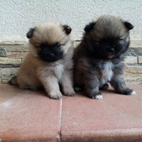 Cuccioli spitz