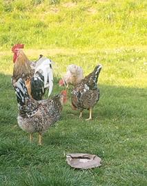 Galline razza fiorita svedese