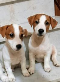 Jack Russell Terrier