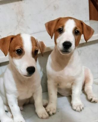 Jack Russell Terrier