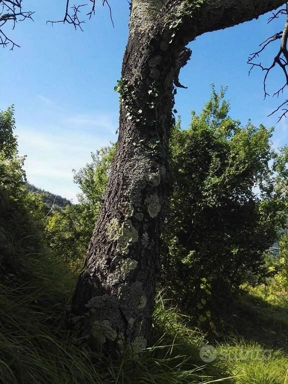 Rustico / Casale di 100 m² con 4 locali a Sestri L - Vista 5