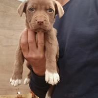 Cucciola femmina di Red nose