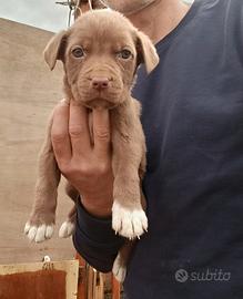 Cucciola femmina di Red nose