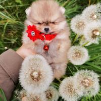 Volpino pomerania TOY maschio orange rosso