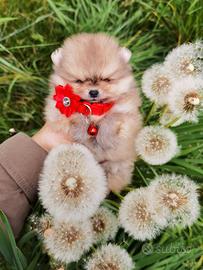 Volpino pomerania TOY maschio orange rosso