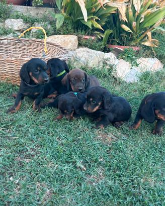 cuccioli dachsbraker 