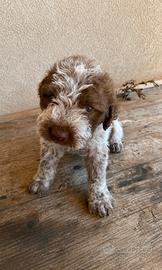 Lagotto Romagnolo