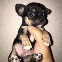 Chihuahua microscopico