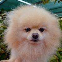 Spitz Pomerania nano