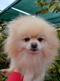 Spitz Pomerania nano