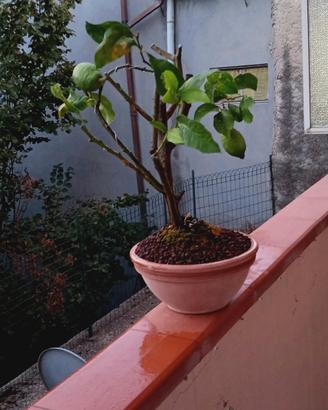 bonsai di limone 