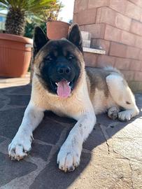 Akita Americano