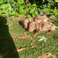 Cuccioli di bassotto nano