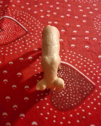 maialino collecta 