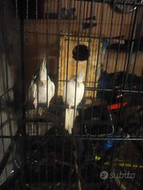 Uccelli