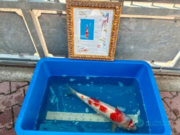 Carpa Koi Giapponese Kohaku by Sakai
