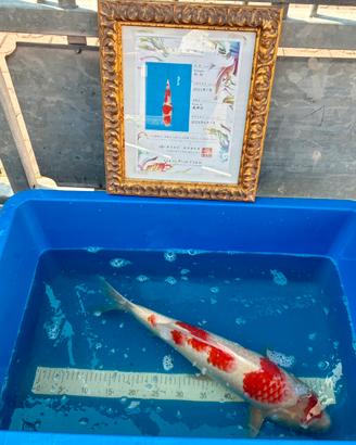 Carpa Koi Giapponese Kohaku by Sakai