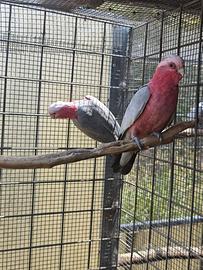 Pappagalli roseicappilla