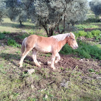 Cavalla TPR 20 mesi