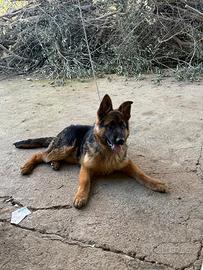 Cucciolo di pastore tedesco