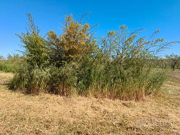 Terreno agricolo con piantagione bamboo gigante