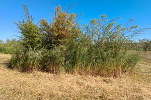 Terreno agricolo con piantagione bamboo gigante