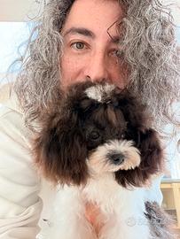 Barboncino particolor Teacup femmina 10 mesi cina