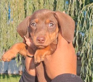 Cuccioli bassotto pelo corto