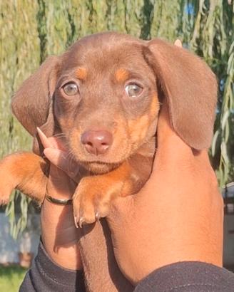 Cuccioli bassotto pelo corto