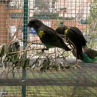 Coppia di Pappagalli di Meyer