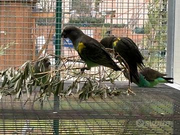 Coppia di Pappagalli di Meyer