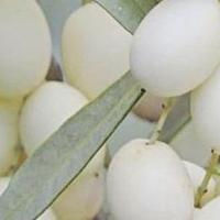 ulivo bianco,leucocarpa,leucolea