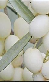 ulivo bianco,leucocarpa,leucolea