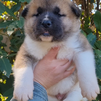 Akita americano