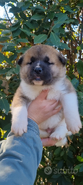 Akita americano