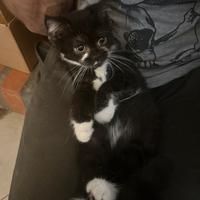 Gattina british